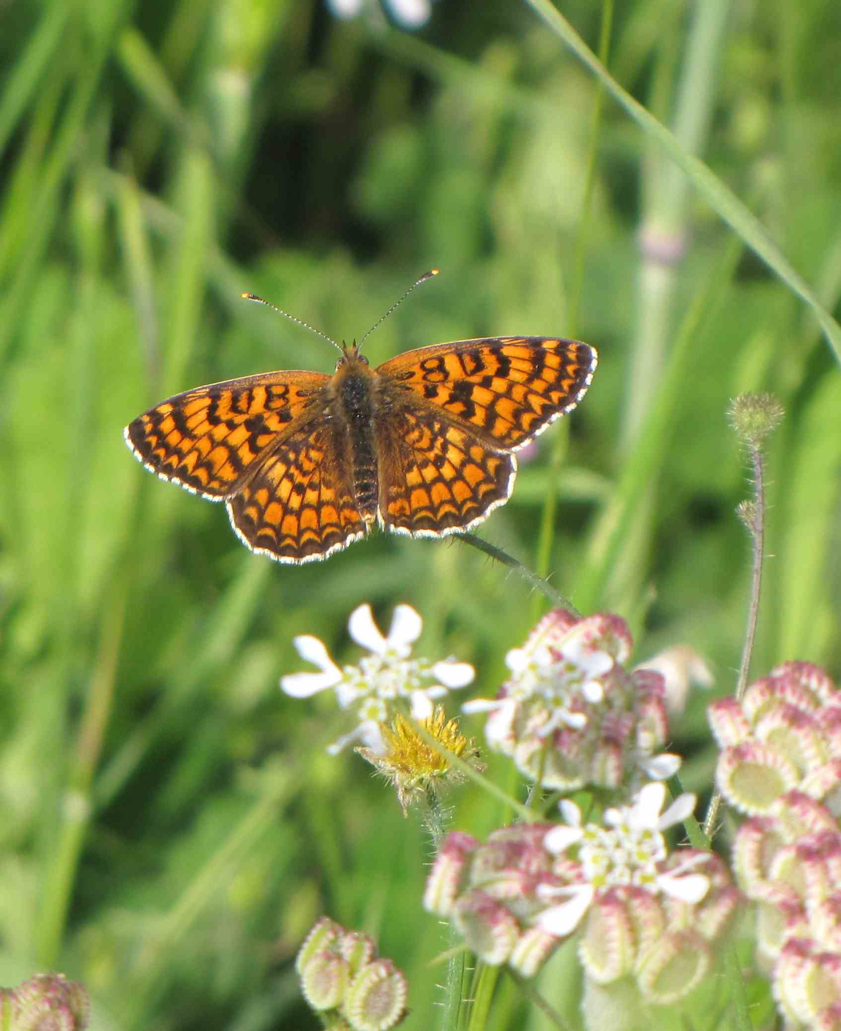 melitaea appia antica